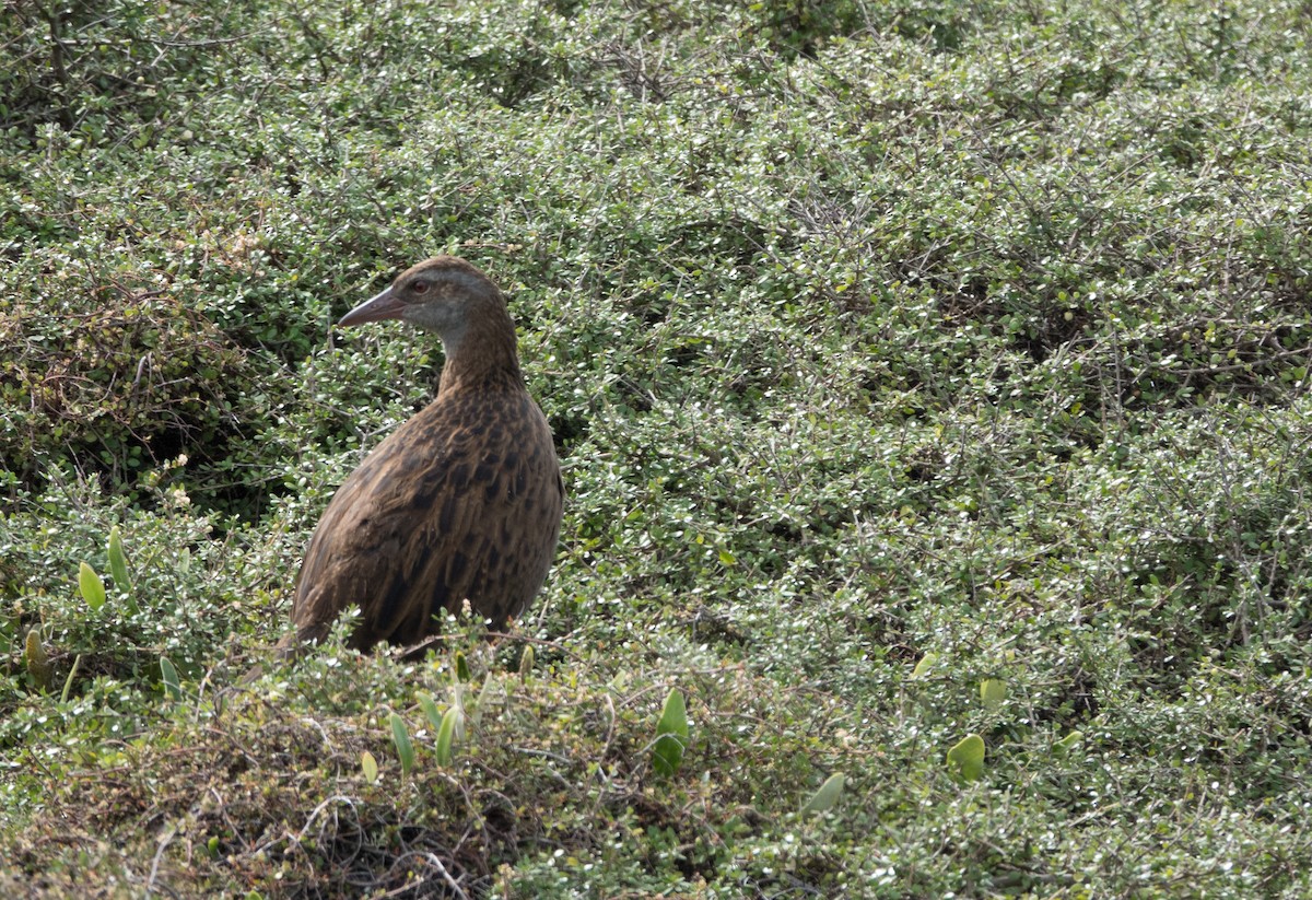 Weka - ML551041201