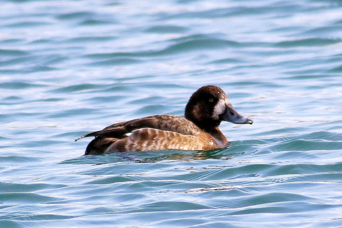 Greater Scaup - ML551041841