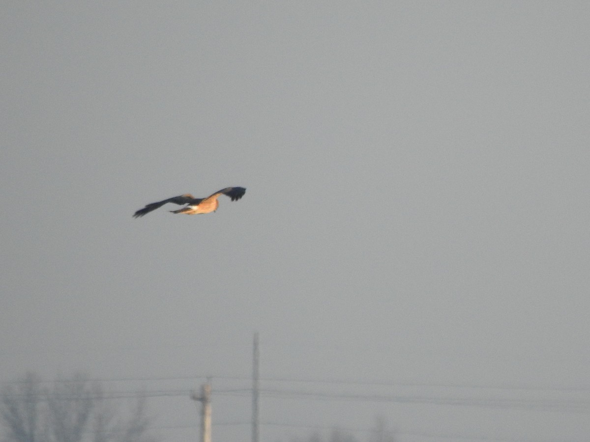 Northern Harrier - ML551041851