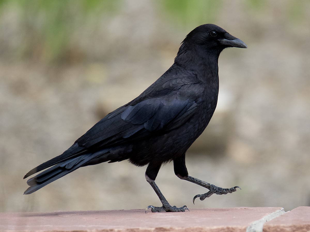 American Crow - ML551042121