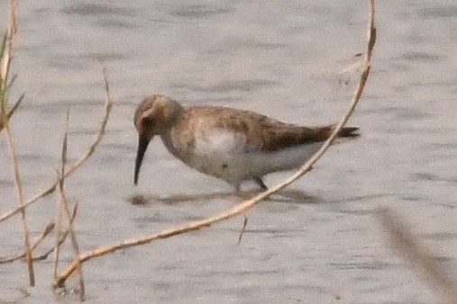 Dunlin - ML551043721