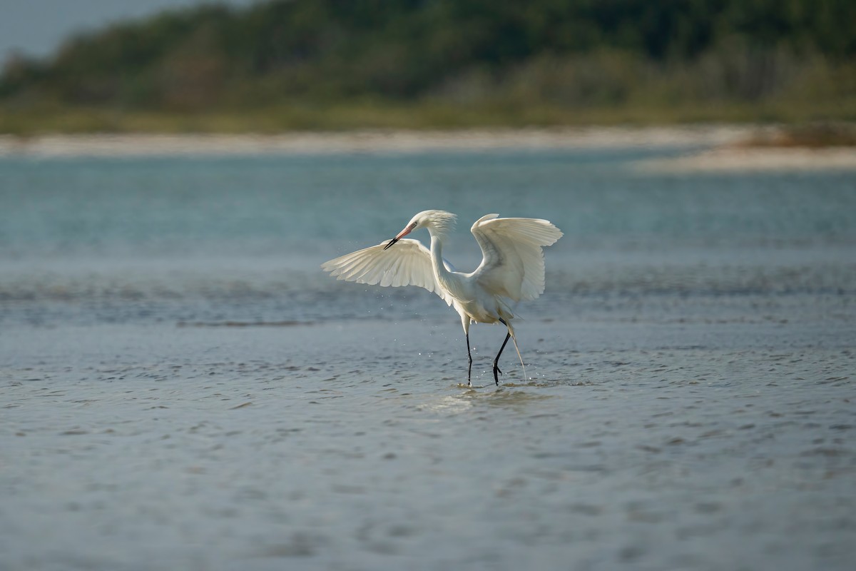 Reddish Egret - ML551044741