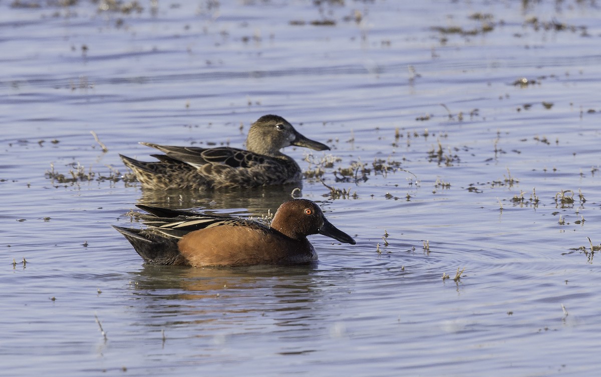 Cinnamon Teal - rodger cooley