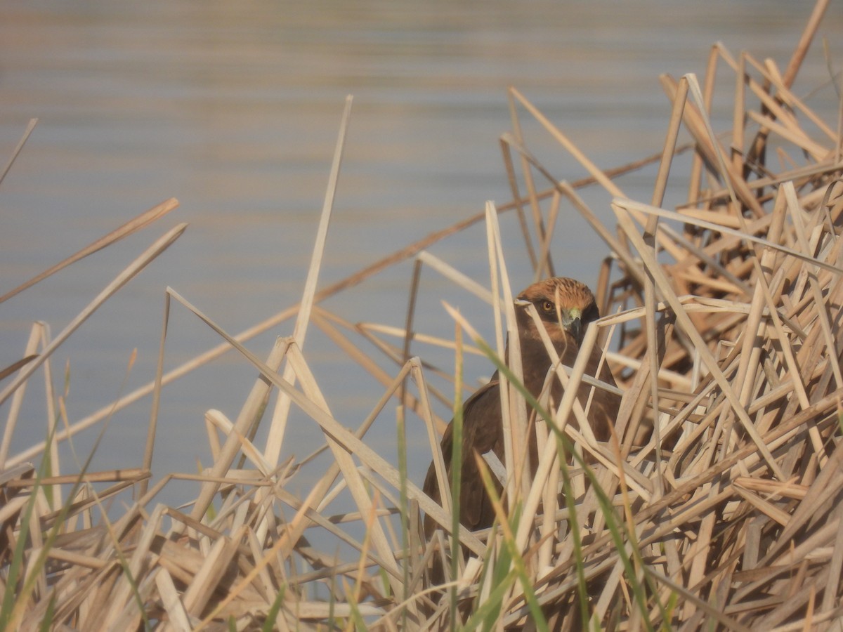 Western Marsh Harrier - ML551048031