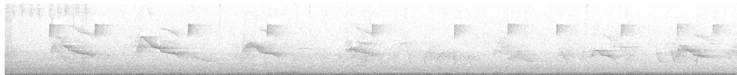 jestřáb americký - ML551048581