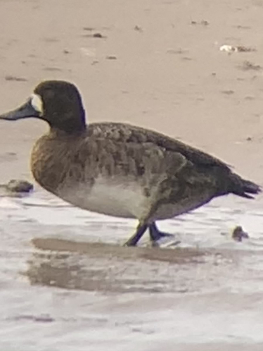 Greater Scaup - ML551049431