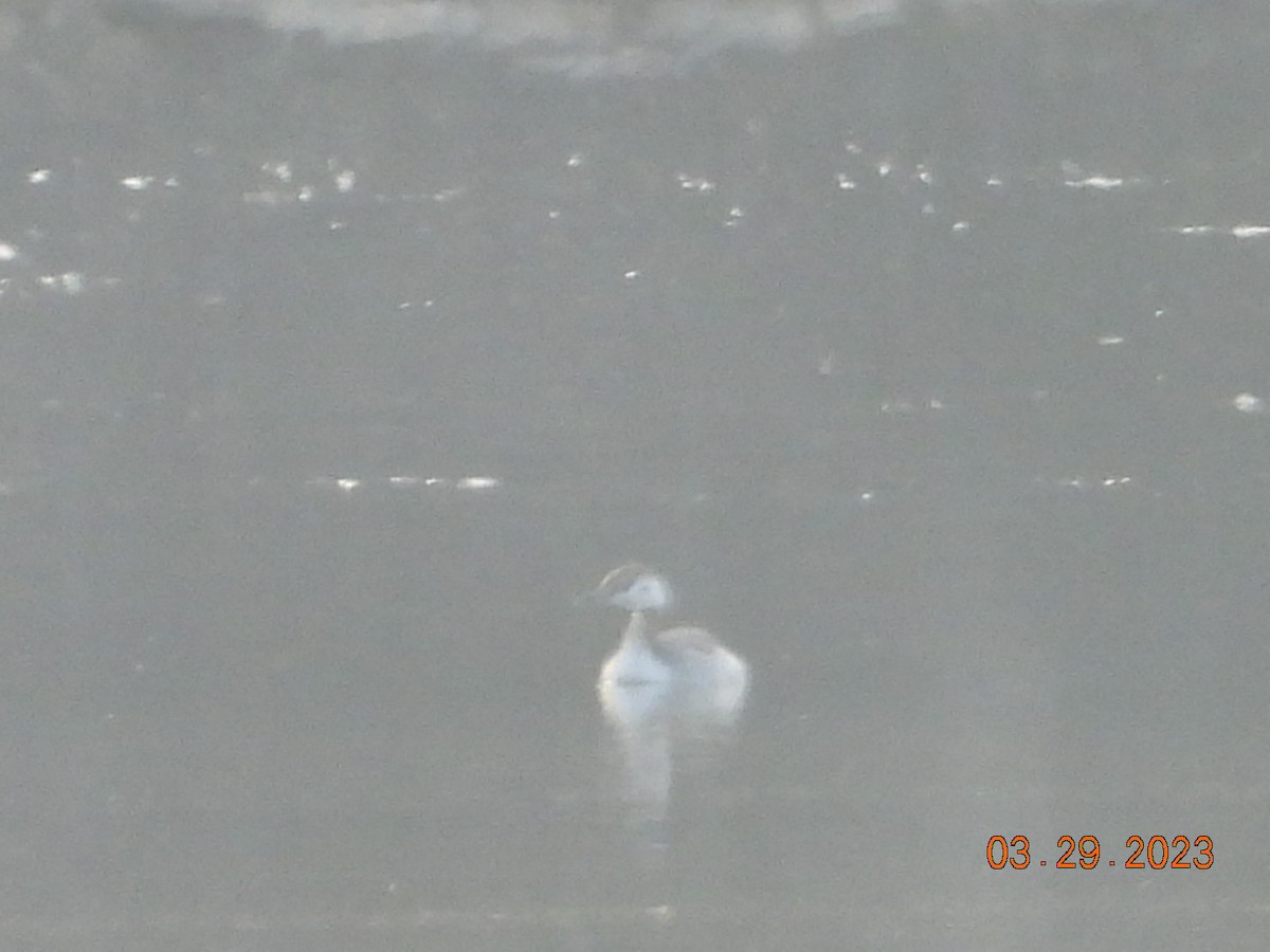 Horned Grebe - ML551050341