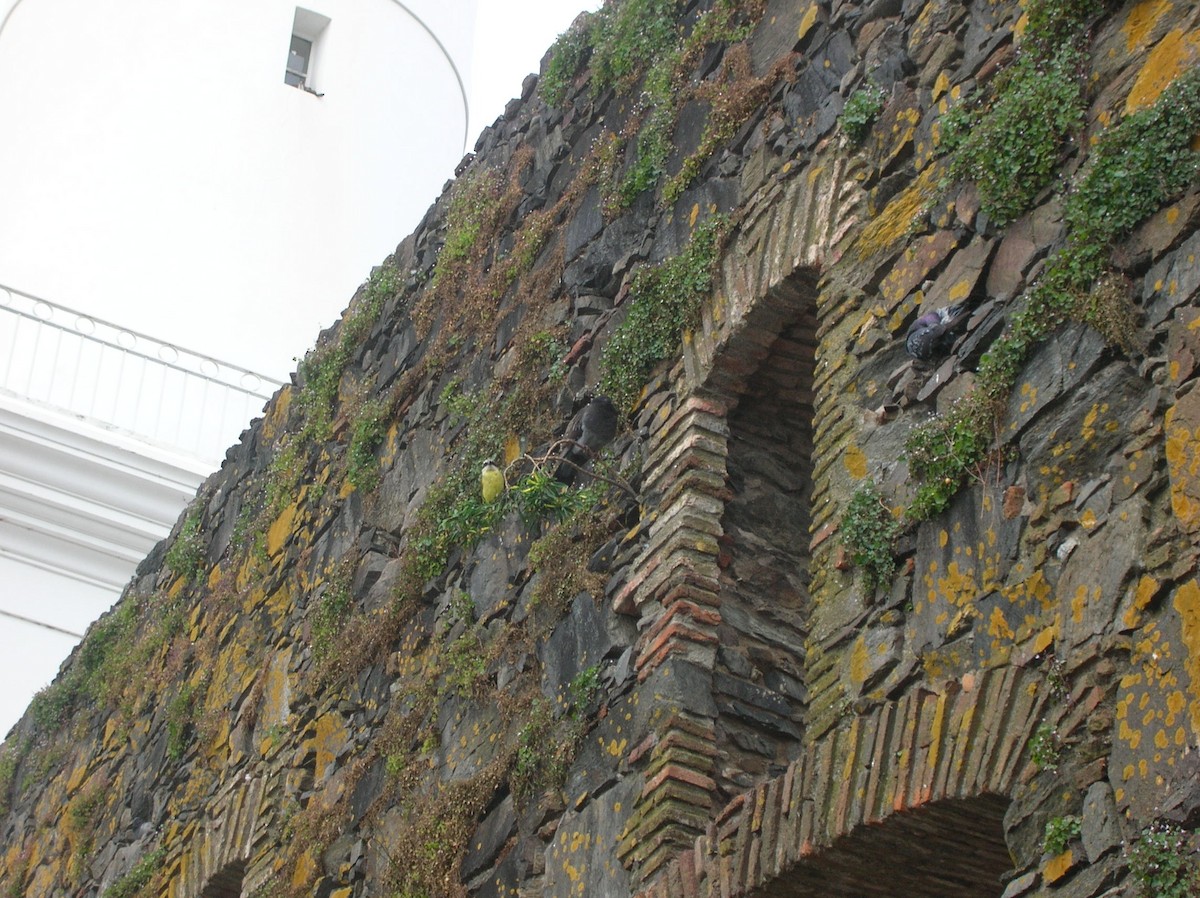 storkiskadi - ML551051921