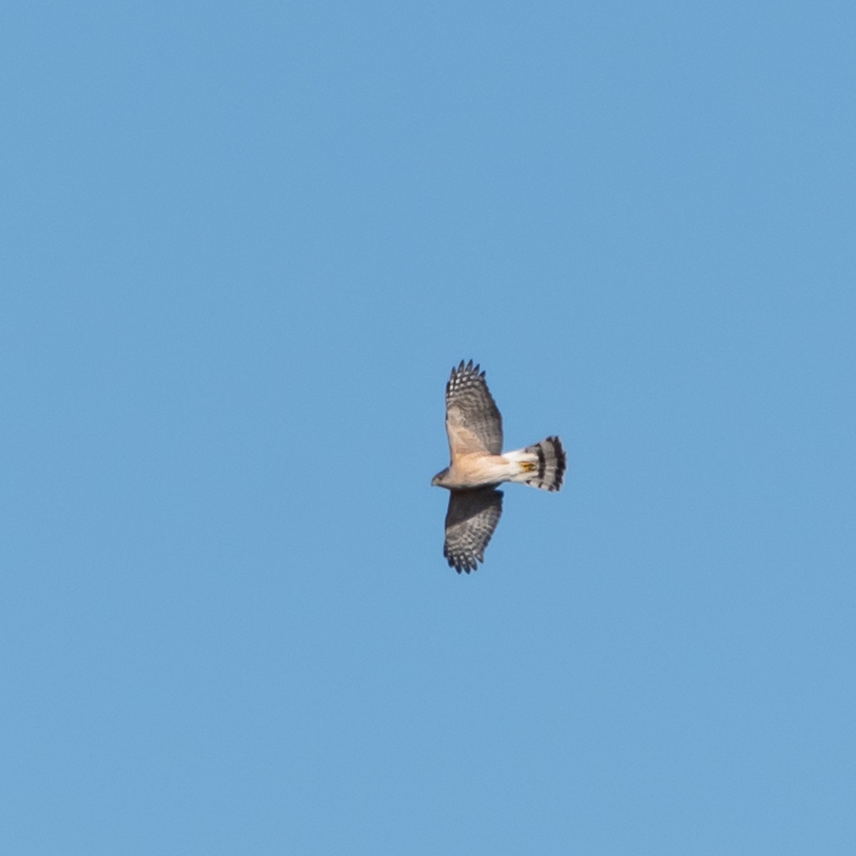 Sharp-shinned Hawk - ML551054421