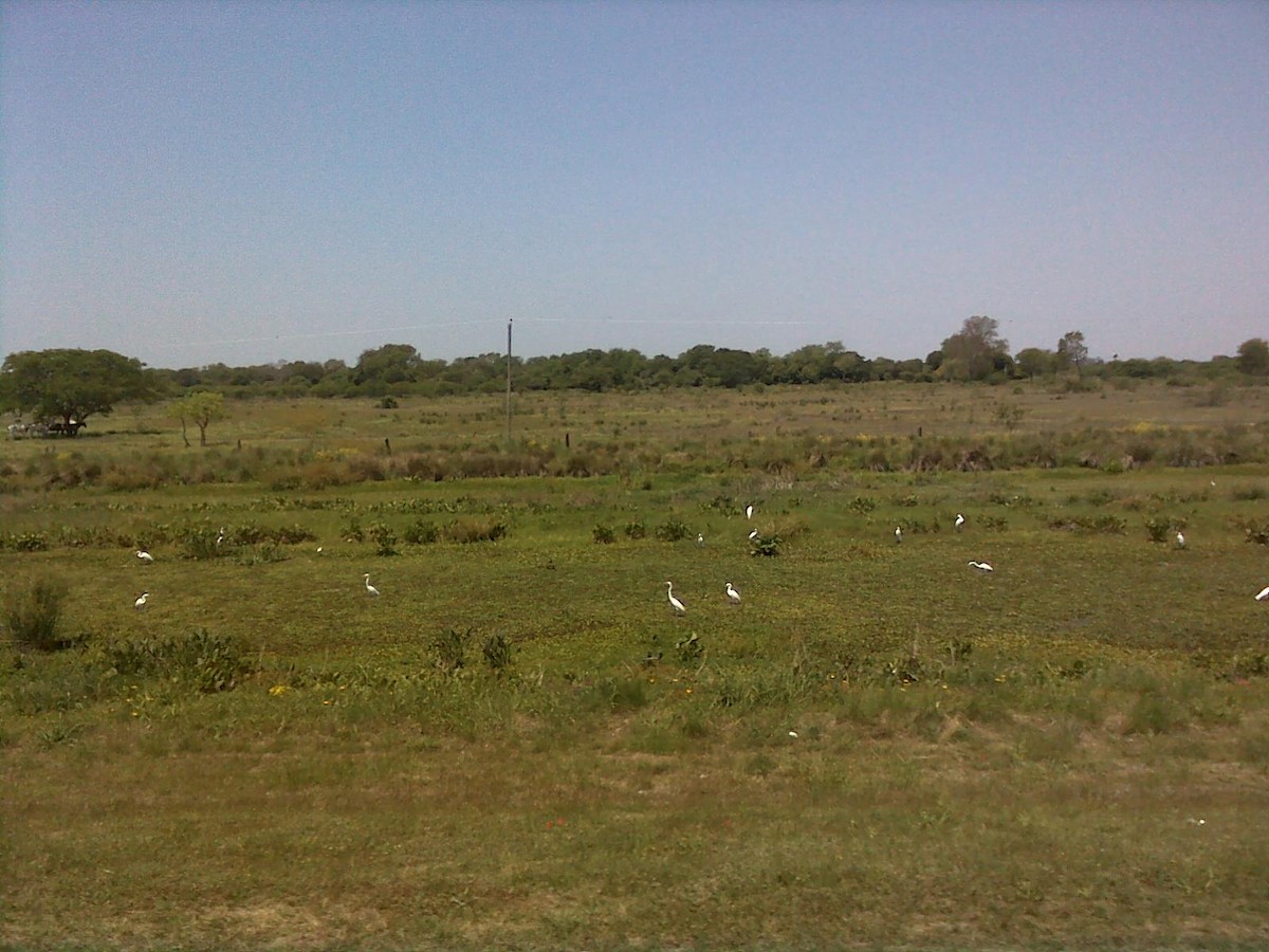 Great Egret - ML551054671