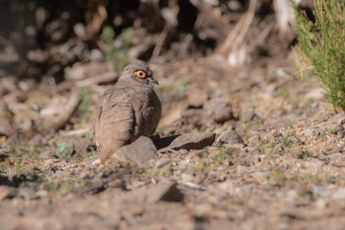 Bare-eyed Ground Dove - ML551055841