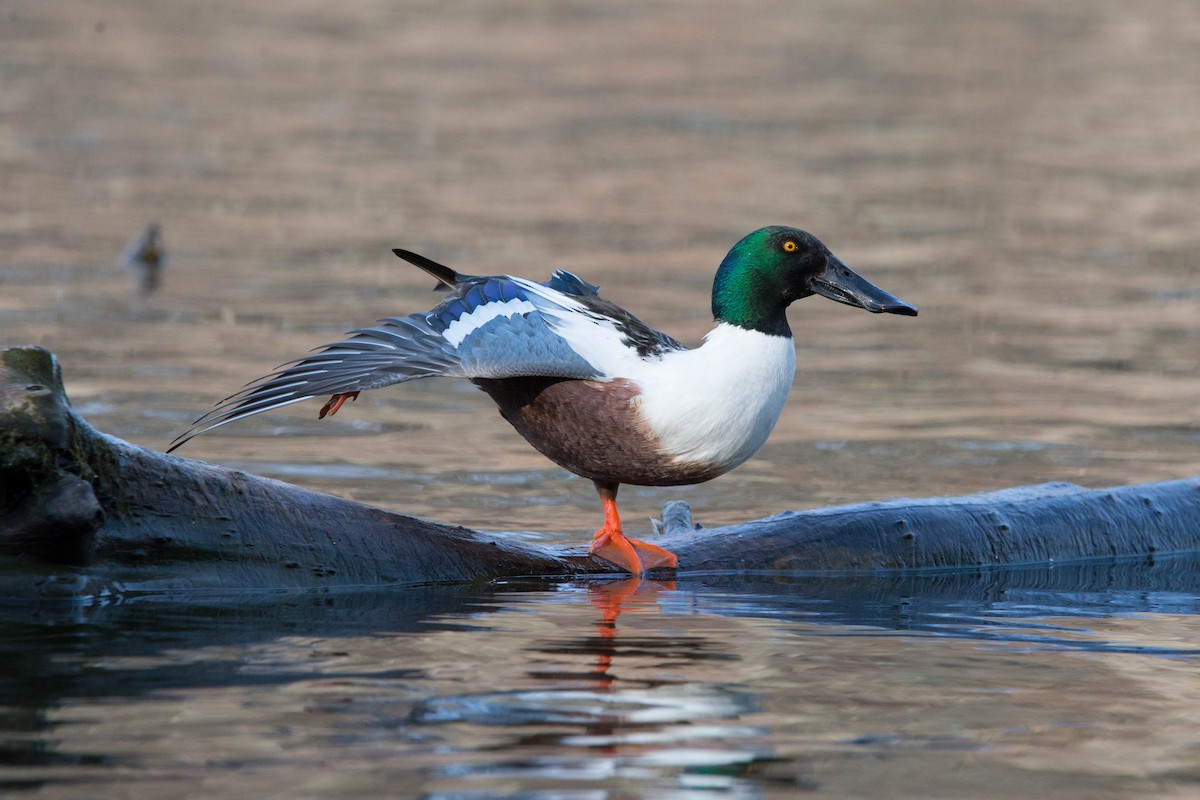 Canard souchet - ML551056861