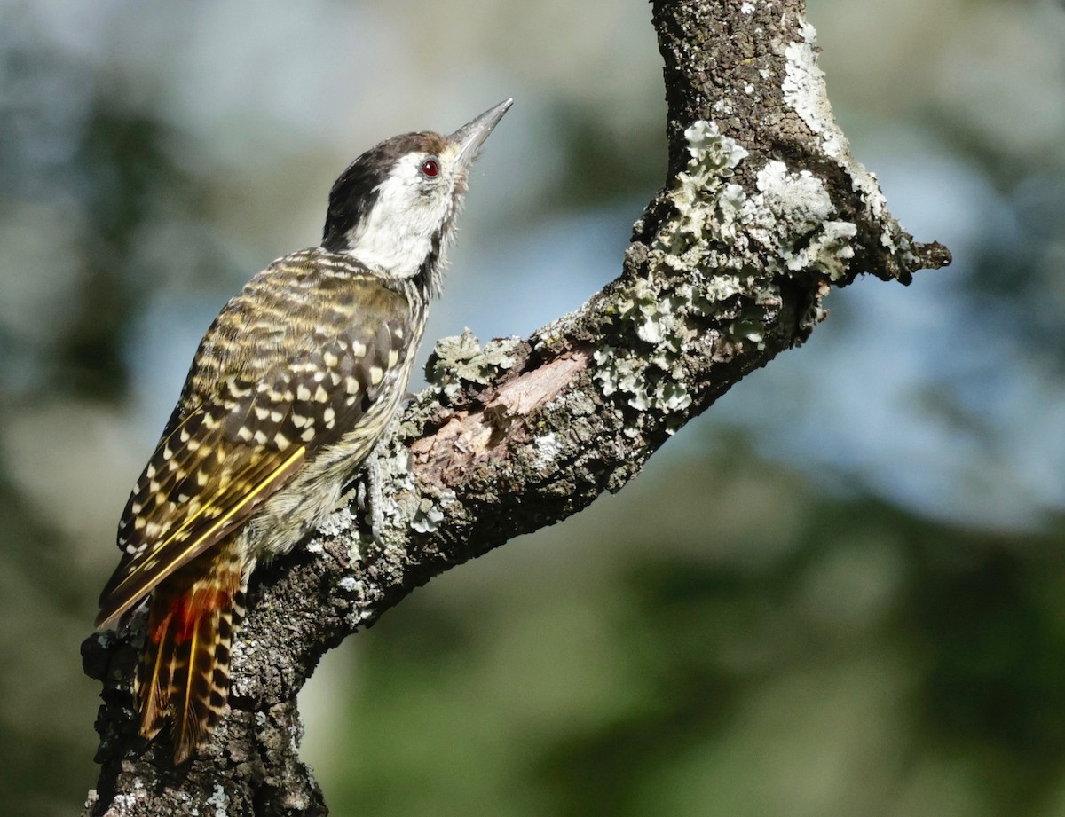 Cardinal Woodpecker - ML551057081