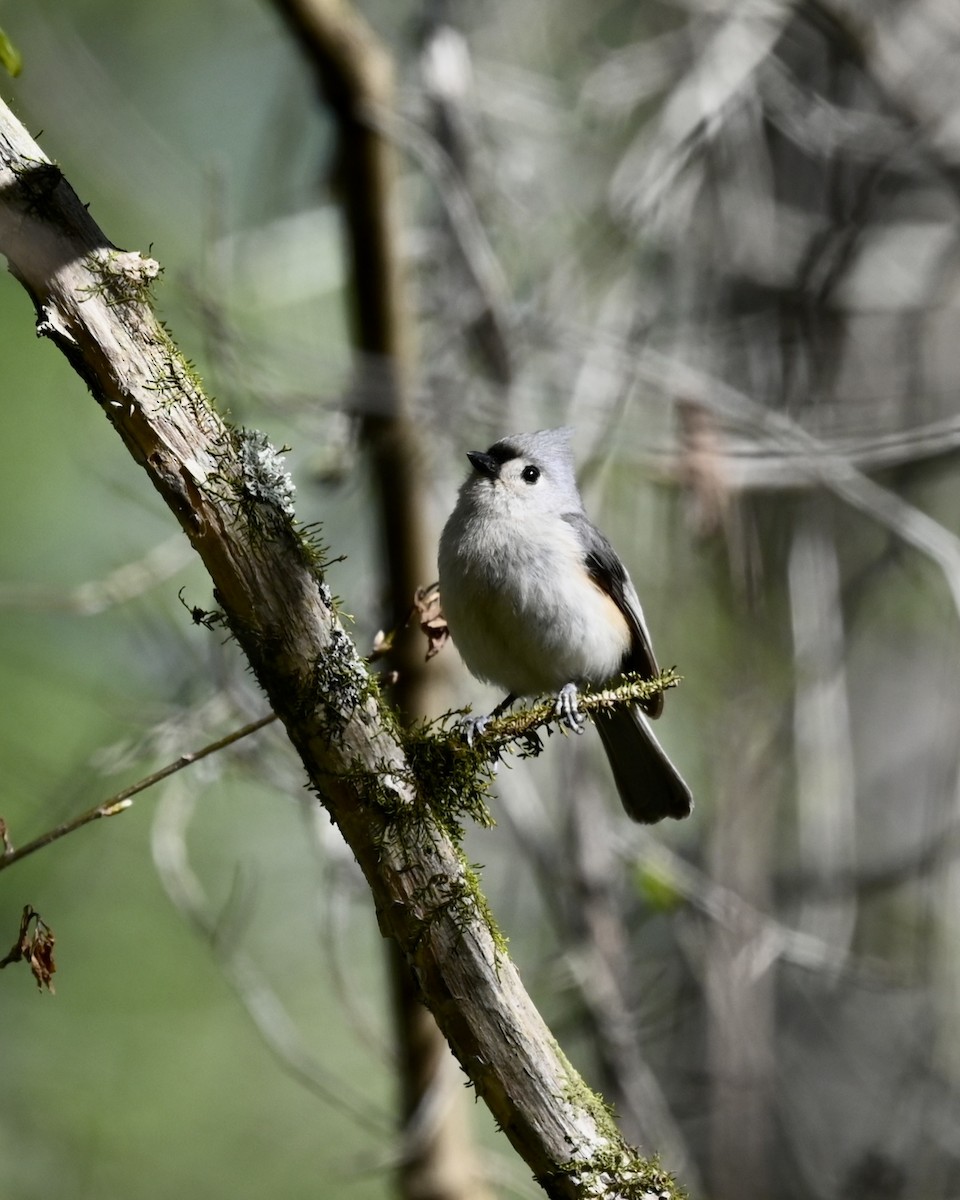 Tufted Titmouse - ML551057281