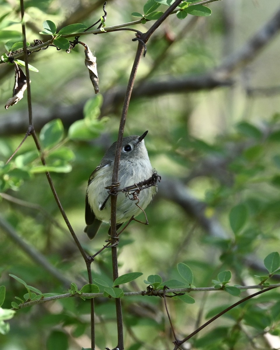 Ruby-crowned Kinglet - ML551057461