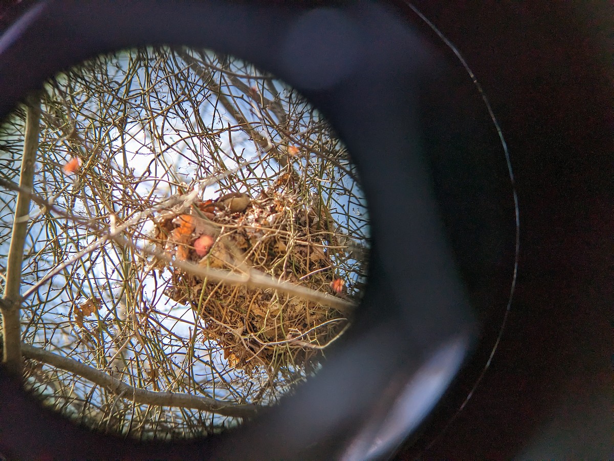 Carolina Wren - ML551057471