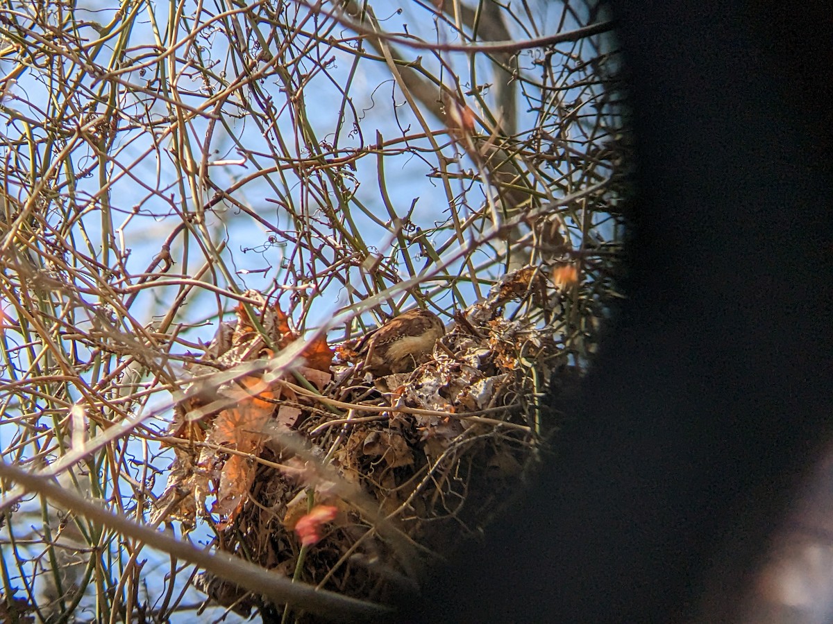 Carolina Wren - ML551057521