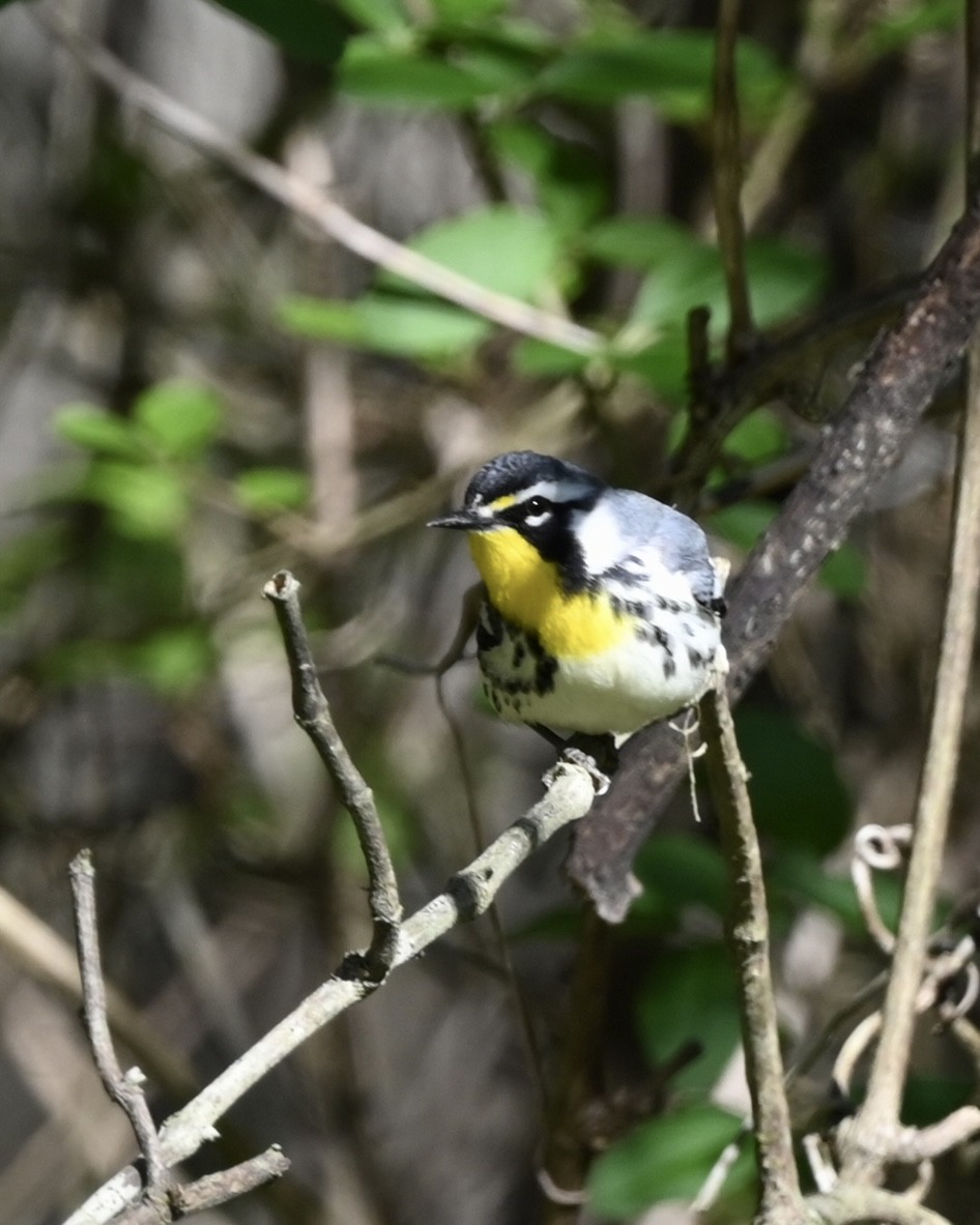 Yellow-throated Warbler - Joe Wujcik