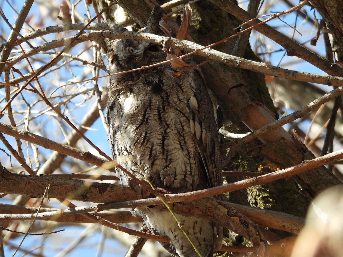 Western Screech-Owl - ML551059591