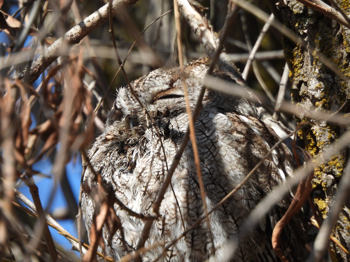 Western Screech-Owl - ML551059601