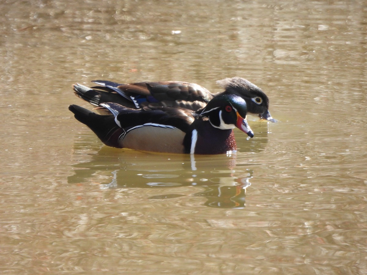 Wood Duck - ML551059721