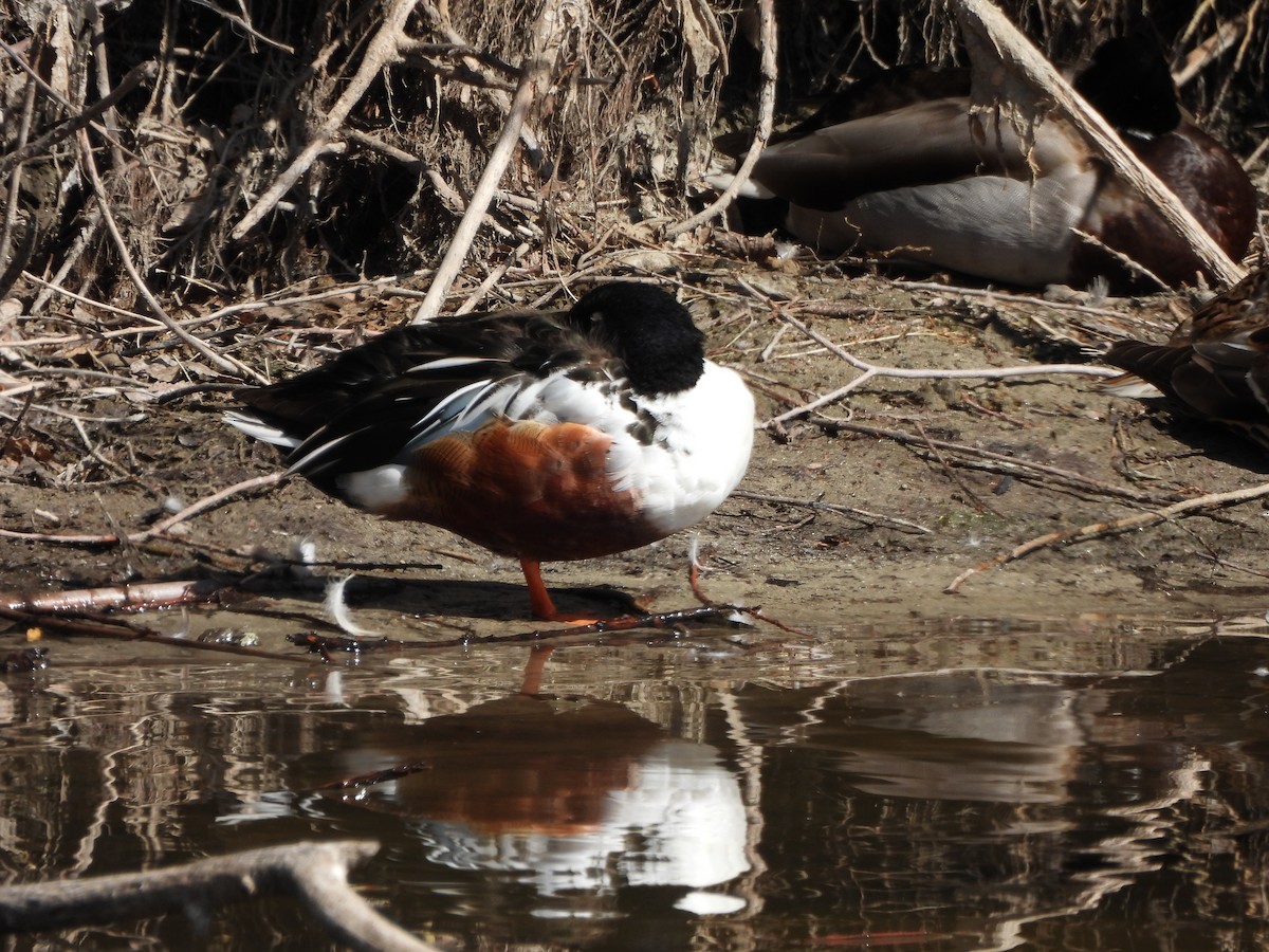 Northern Shoveler - ML551059891