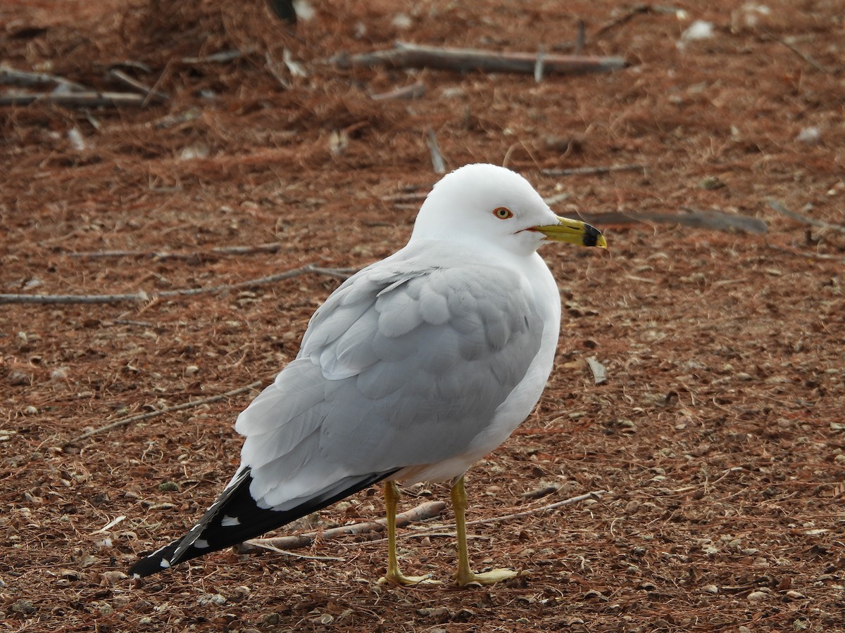 Ring-billed Gull - Eric Weitzel