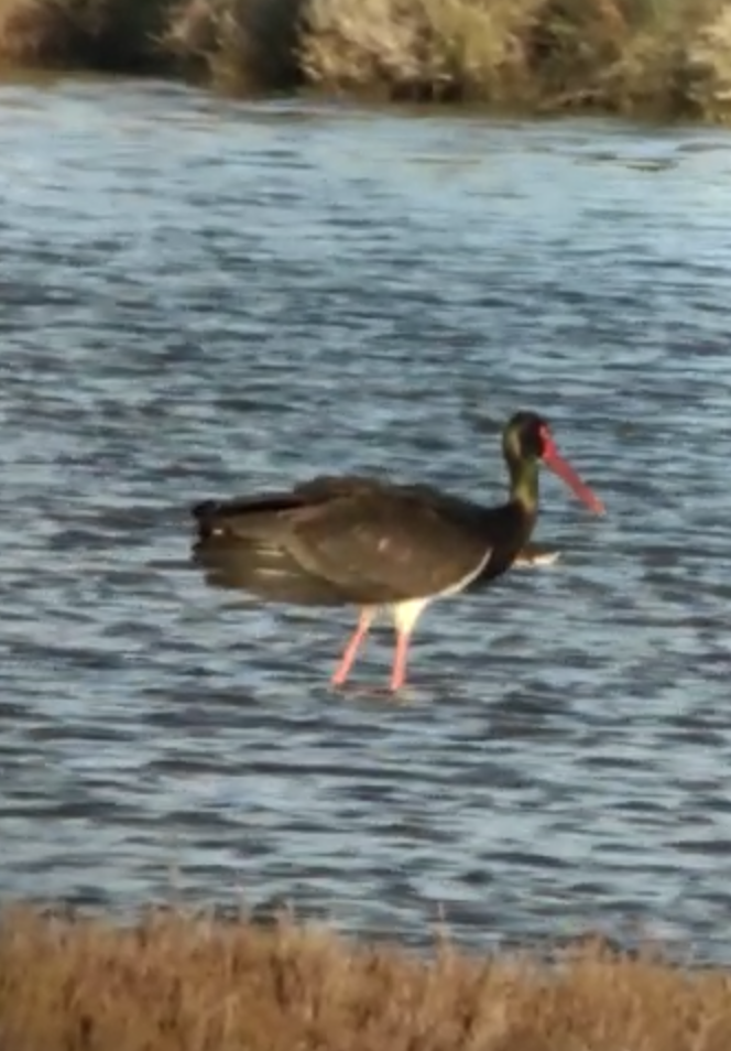 Black Stork - ML551063201