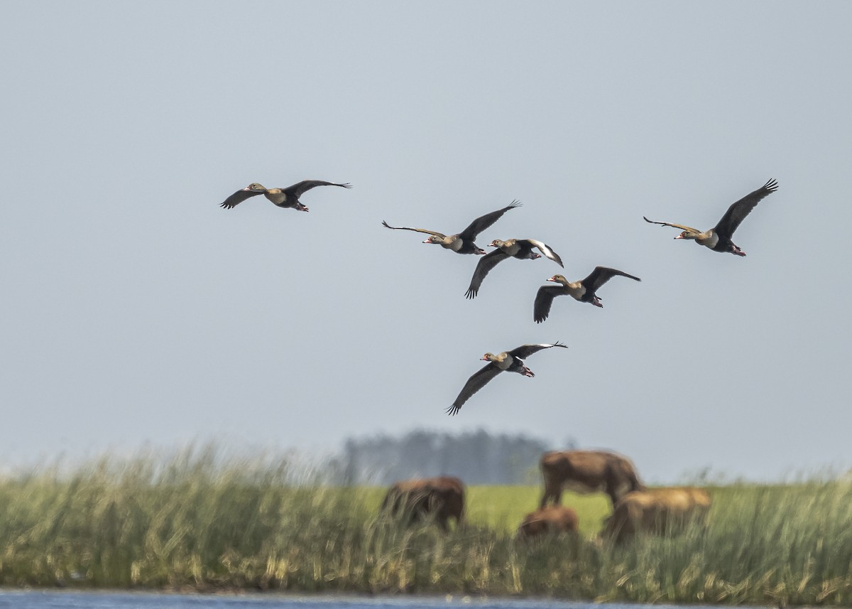 Black-bellied Whistling-Duck - ML551063671