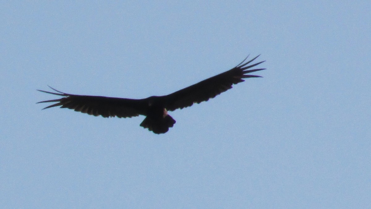 Turkey Vulture - ML55106641