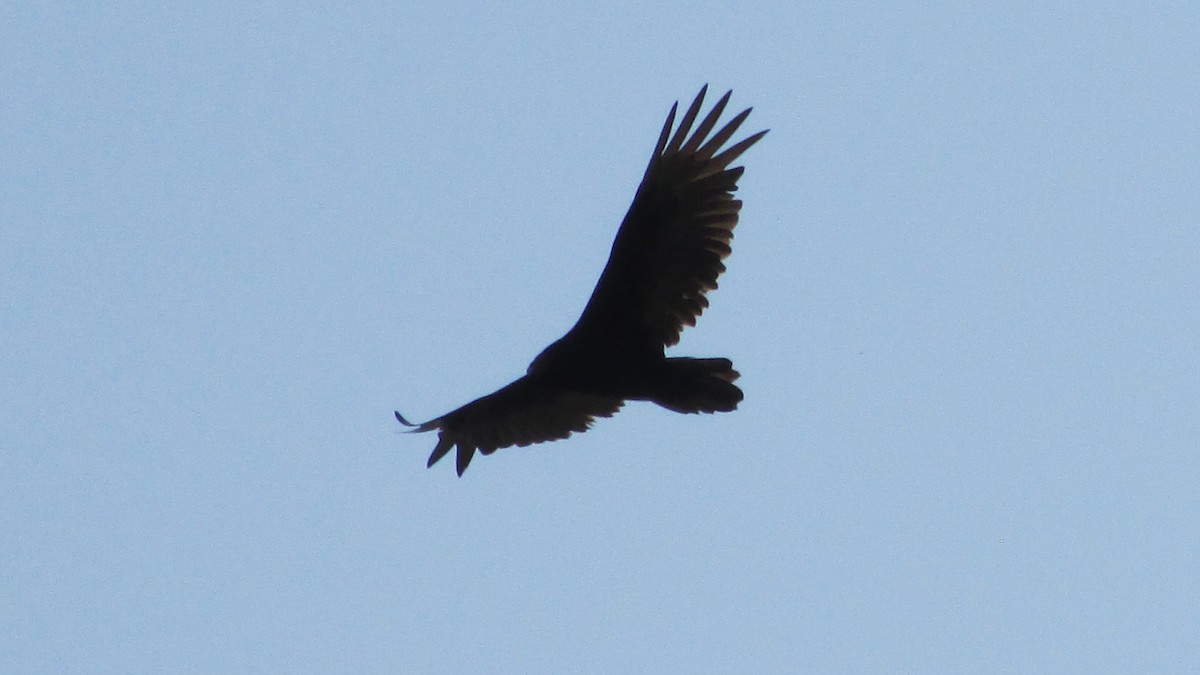 Turkey Vulture - ML55106661