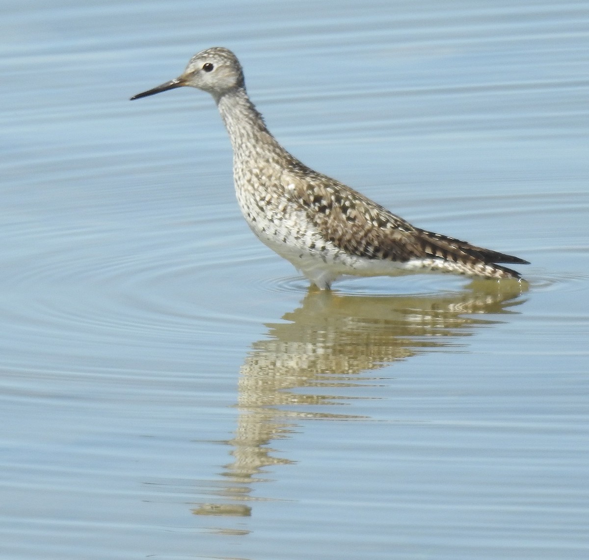 Lesser Yellowlegs - ML55106671