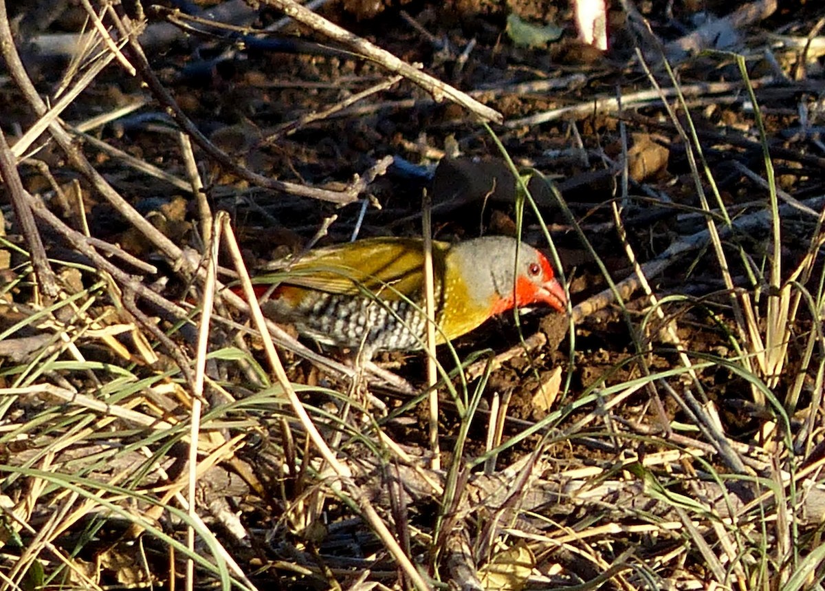 Green-winged Pytilia - ML55106891