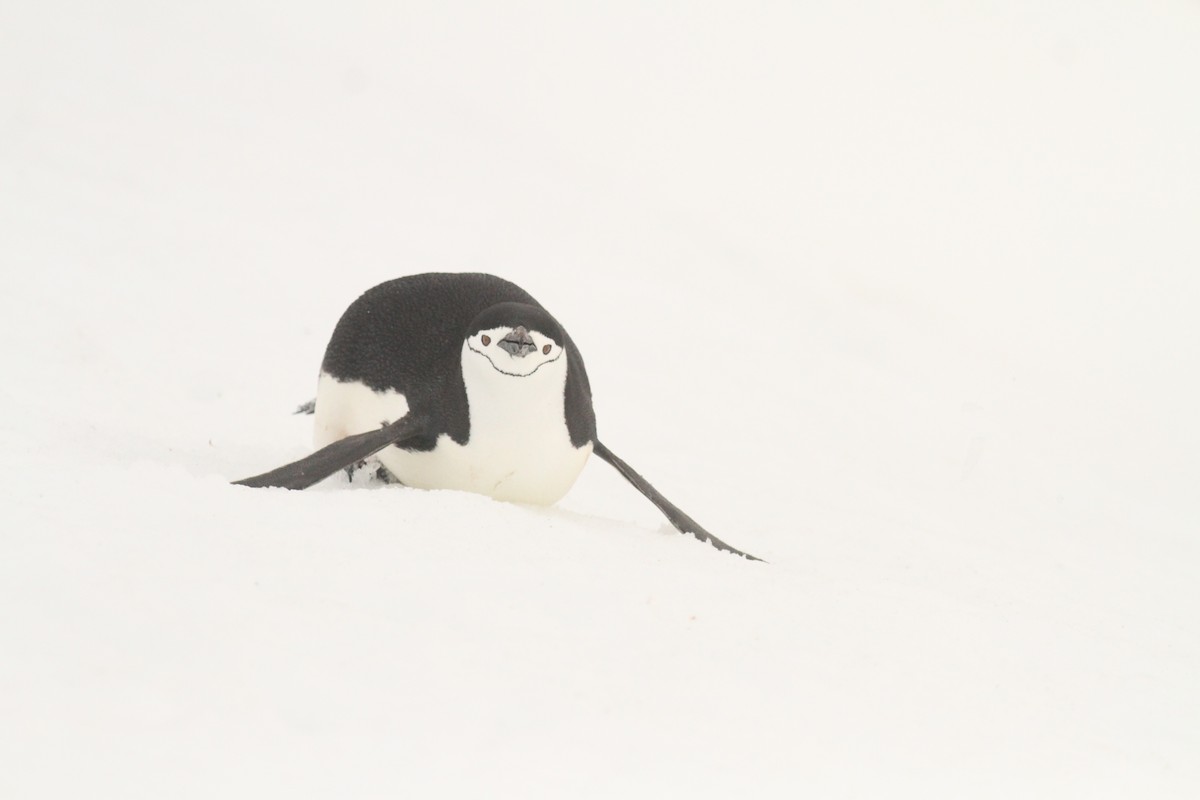 Chinstrap Penguin - ML551069311