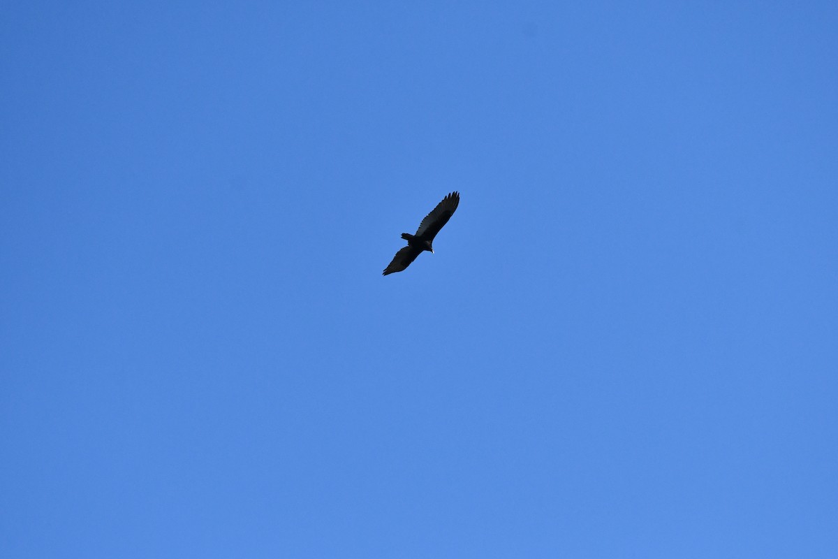 Turkey Vulture - ML551069951