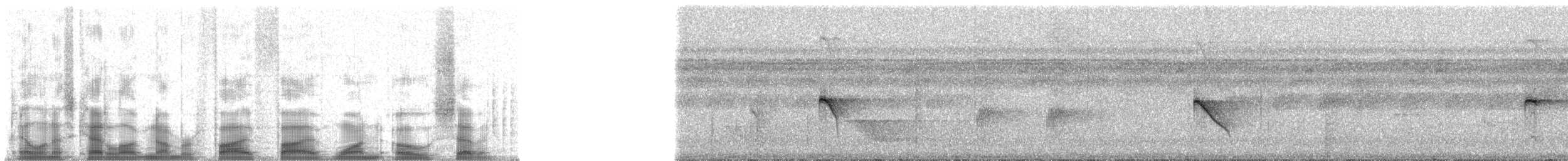 Tropfenflügel-Ameisenfänger - ML55107