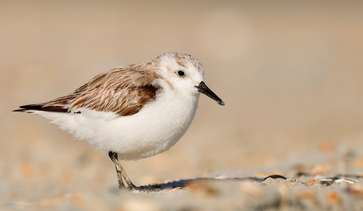 Sanderling - ML551070361