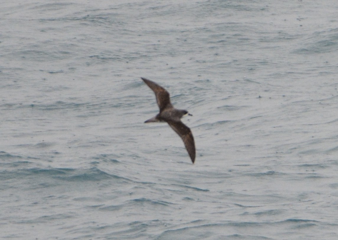 Cook's Petrel - ML55107101