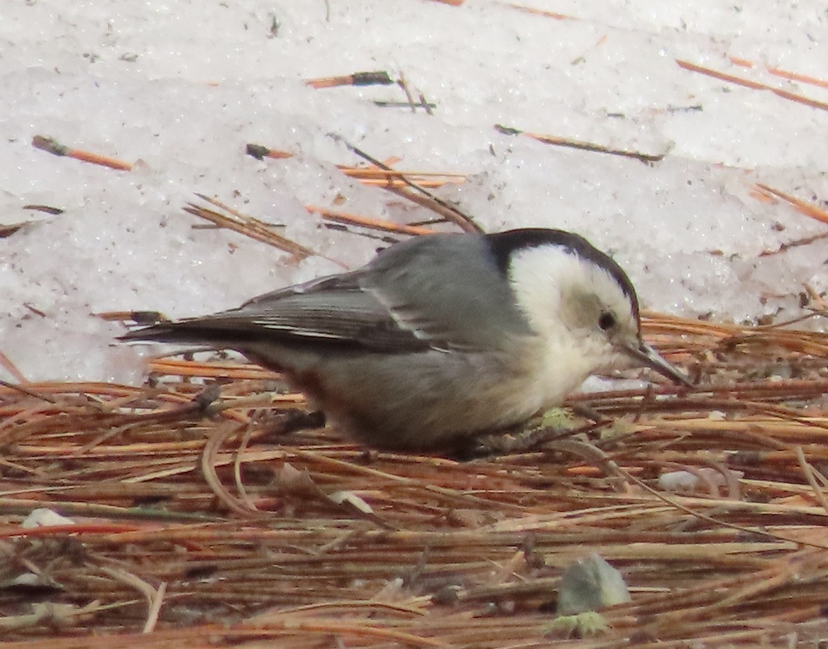 White-breasted Nuthatch - Byron Greco