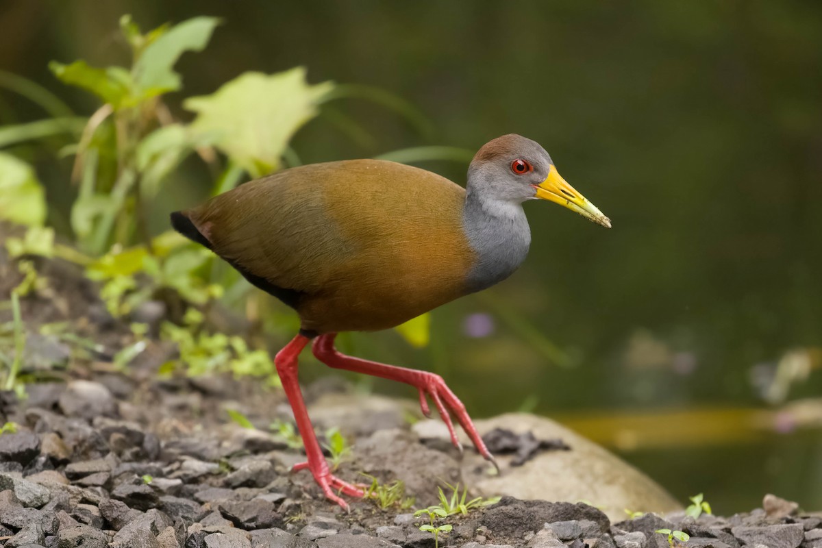Russet-naped Wood-Rail - Benjamin Griffith