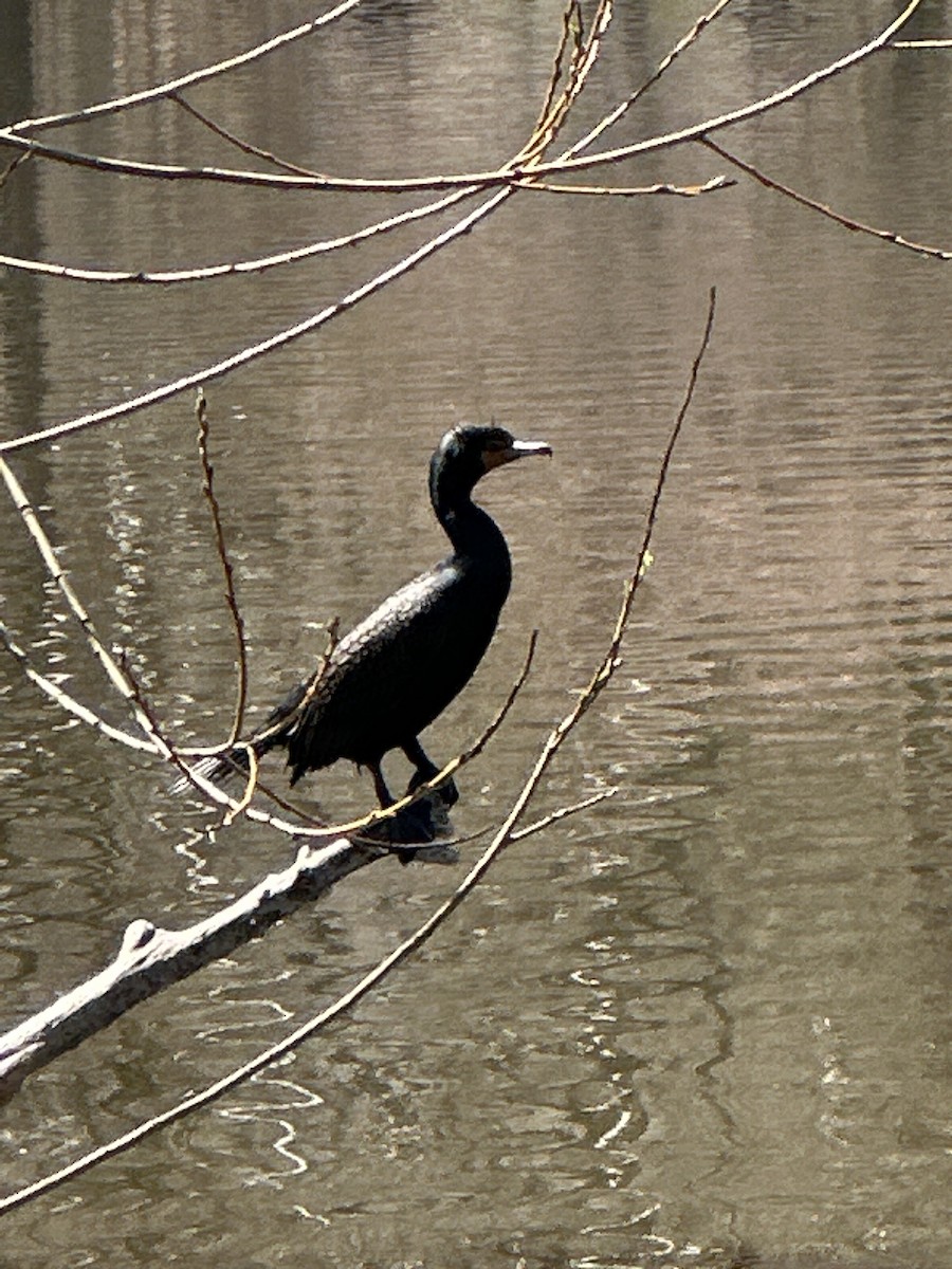 Double-crested Cormorant - ML551074781