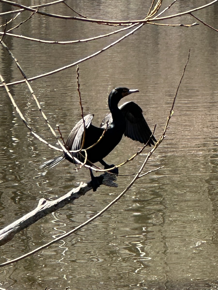 Double-crested Cormorant - ML551074791