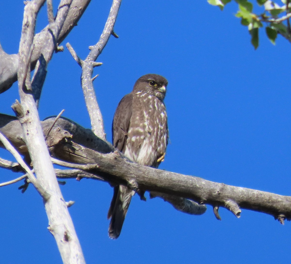 Підсоколик малий (підвид columbarius) - ML551075481