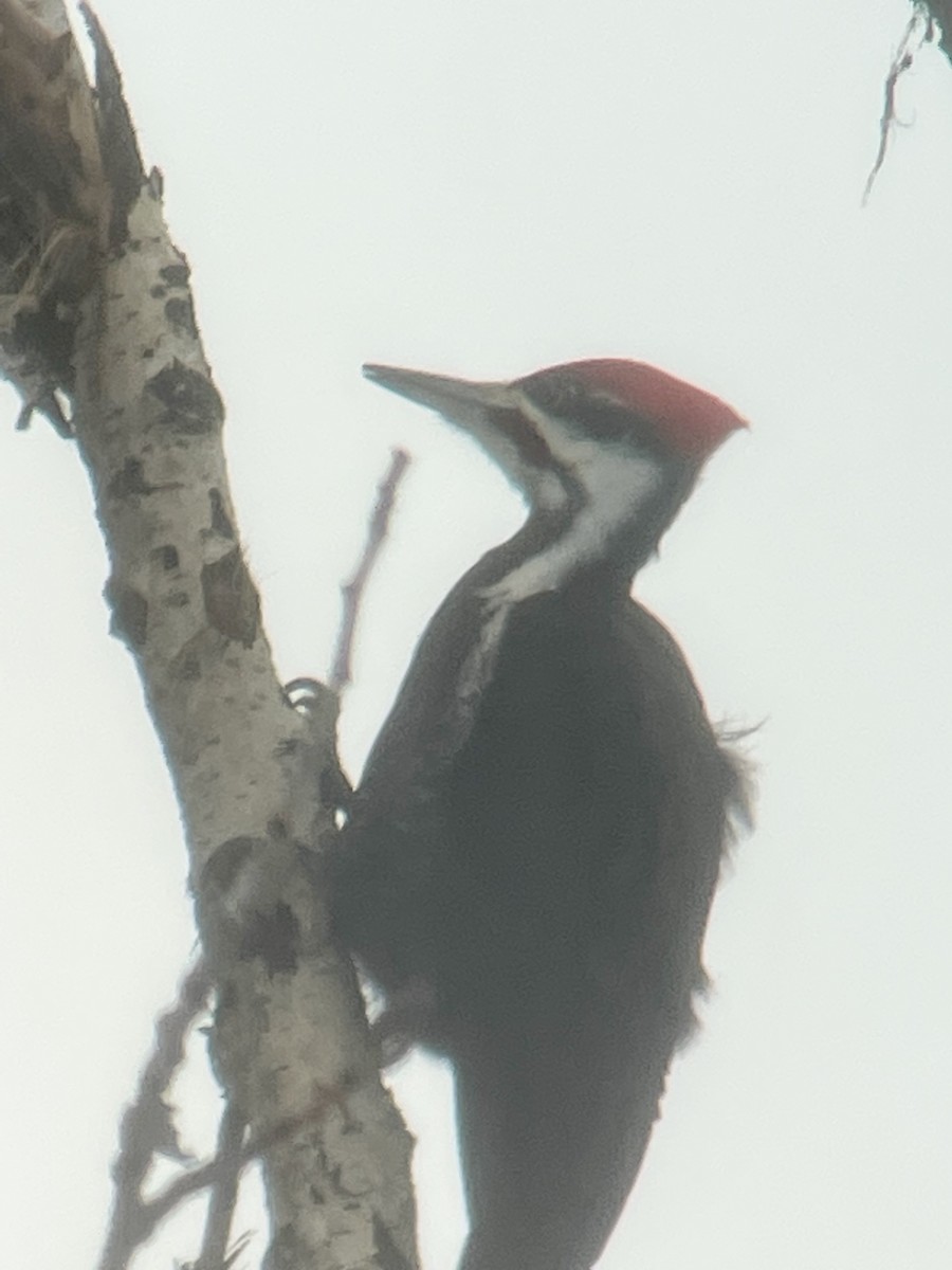 Pileated Woodpecker - ML551075711