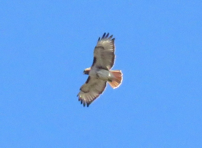 Red-tailed Hawk - ML551077121