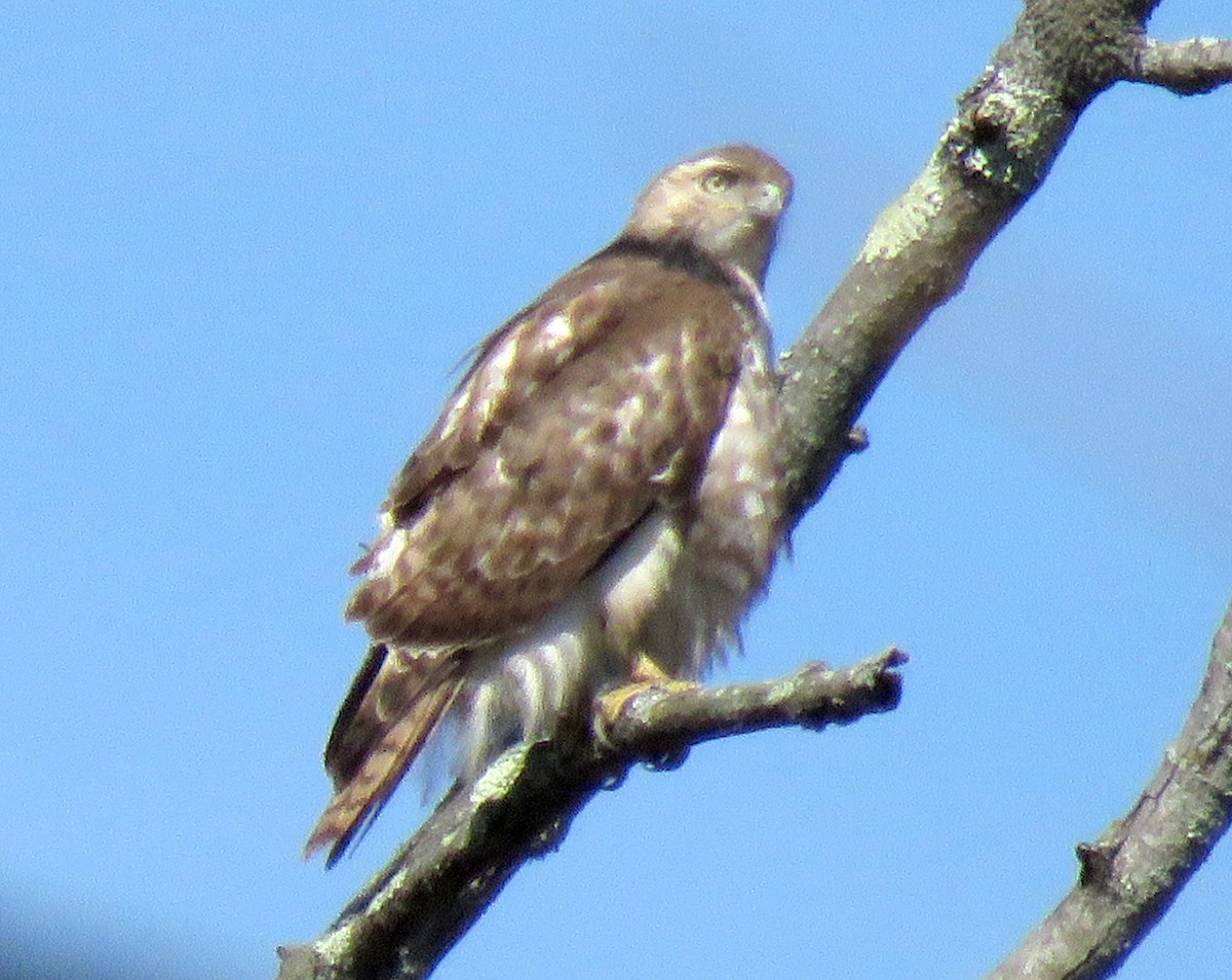 Red-tailed Hawk - ML551077131