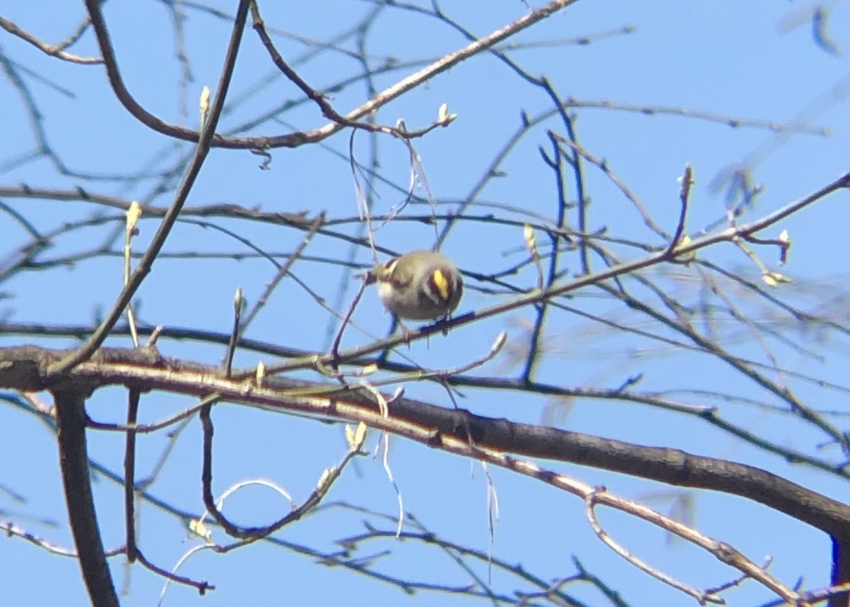 Golden-crowned Kinglet - Jack Wilcox