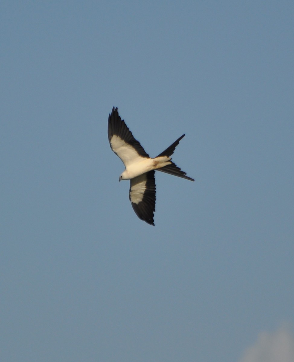Swallow-tailed Kite - Tim Healy