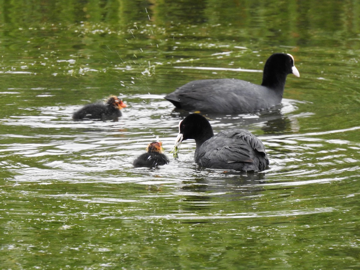 Eurasian Coot - ML551078751