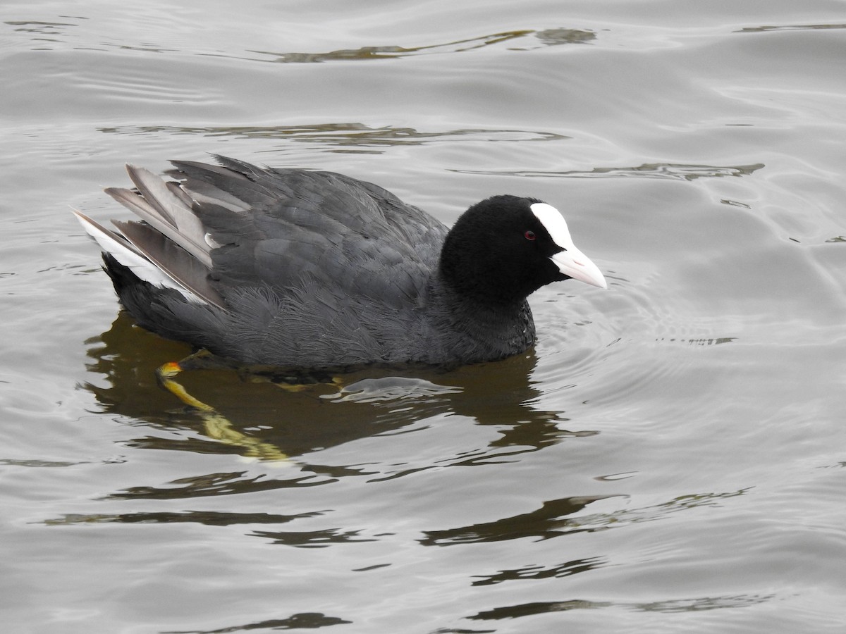 Eurasian Coot - ML551078761